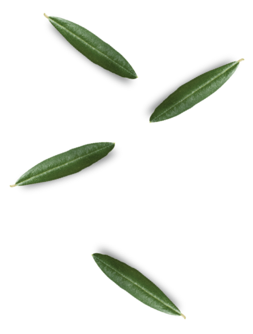 king-of-olives-landing-header-leafs
